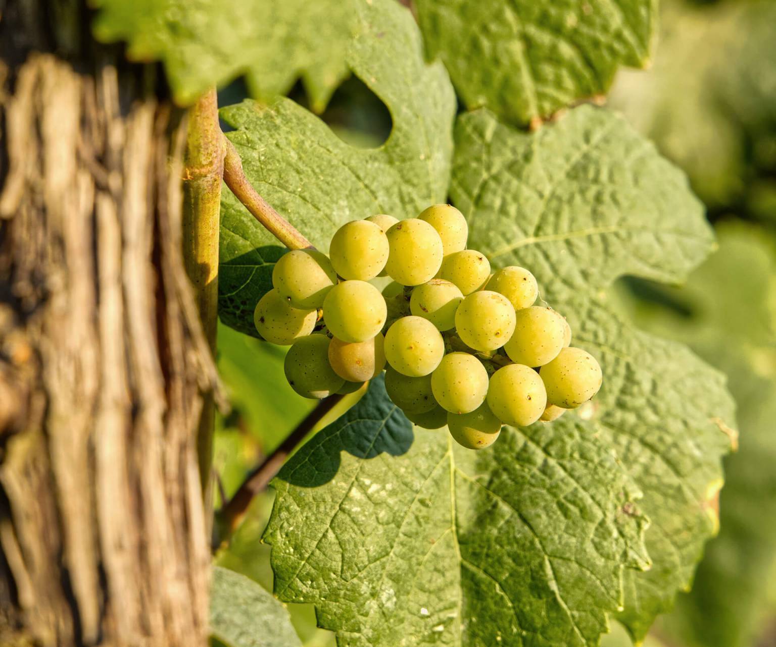 Raisins blanc pour fabriquer du vin roumain